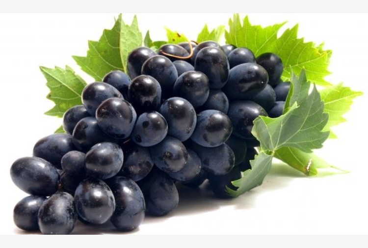 Uva nera italia