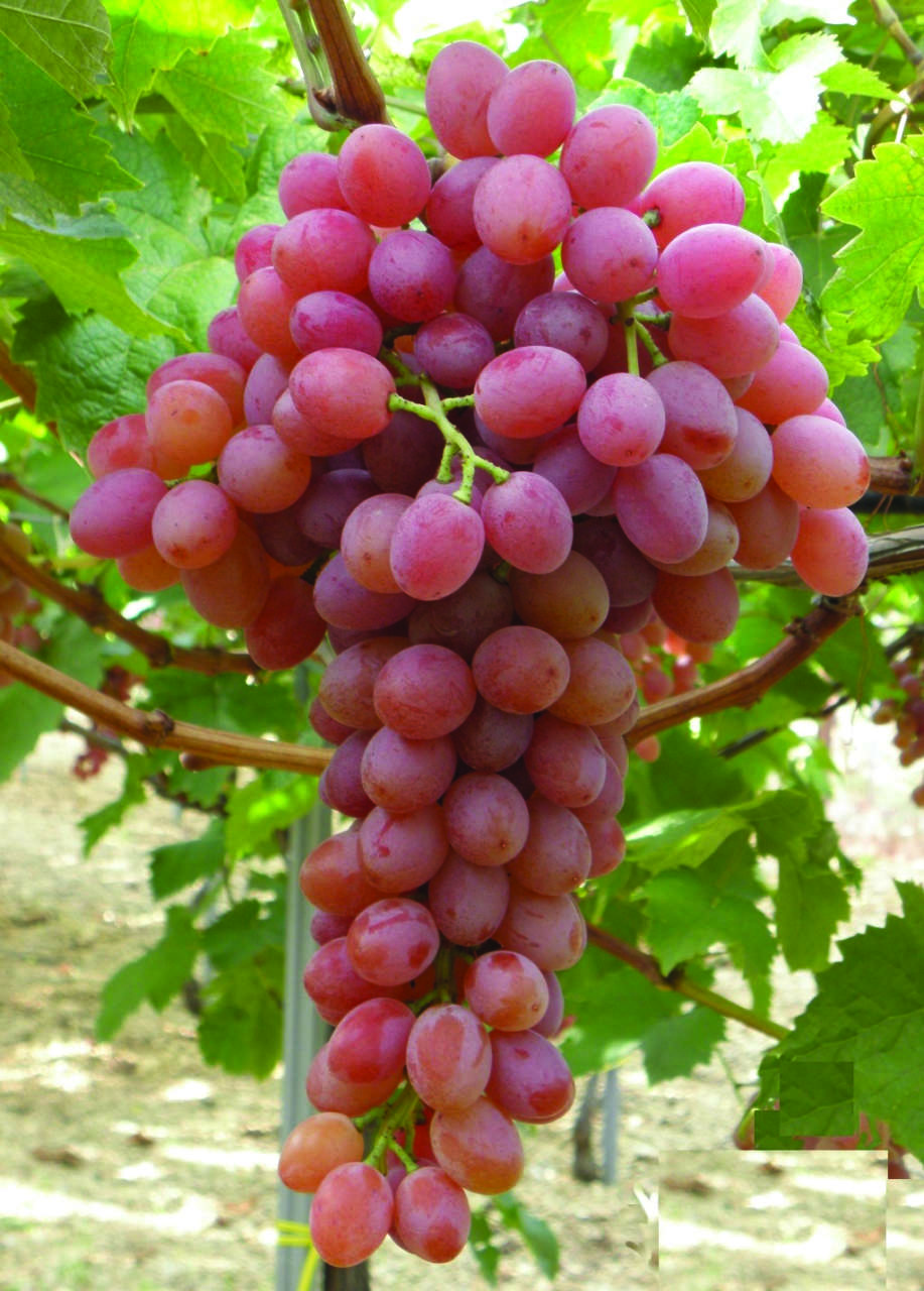 Uva red globe