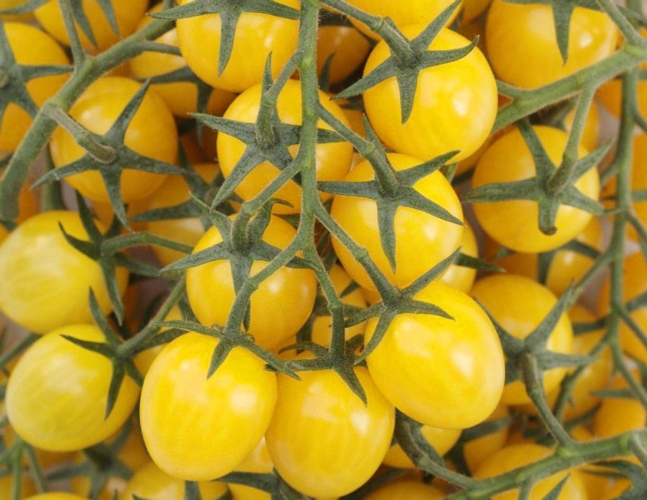 Pomodorini gialli