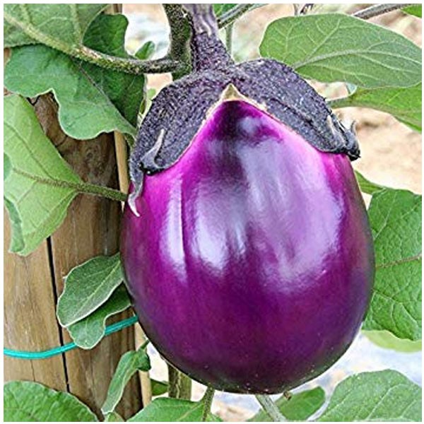Violetta
