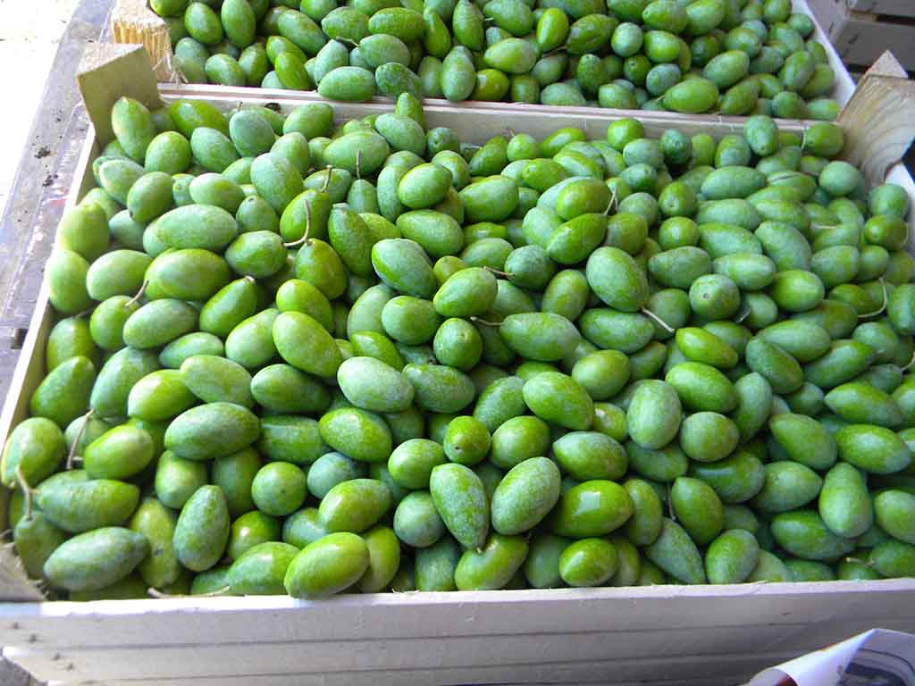 Olive verdi di spagna italia