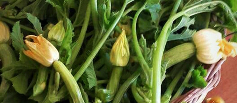 Talli di zucchine